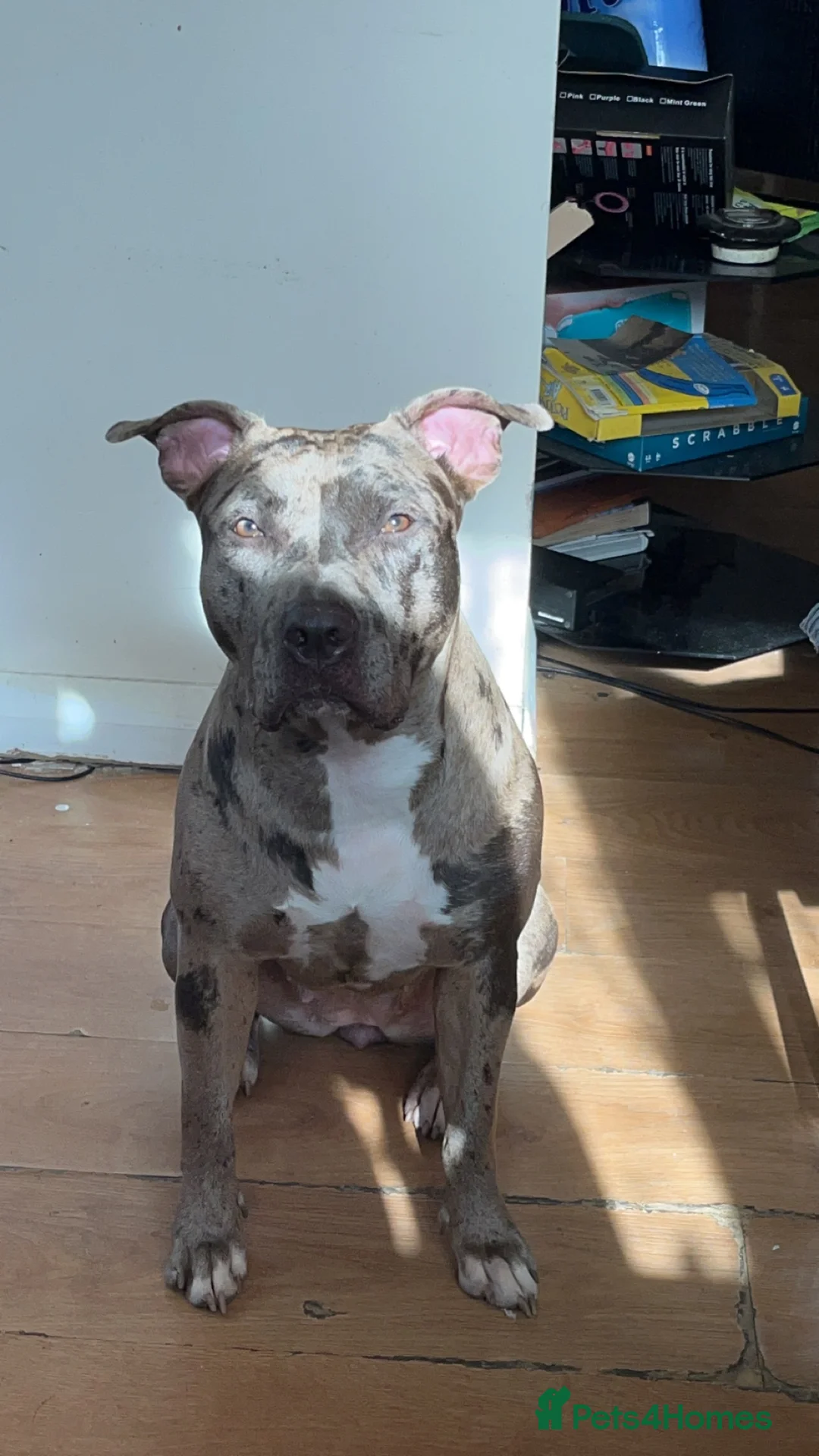 Mixed Breed dogs for sale: Karma new home - Advert 4