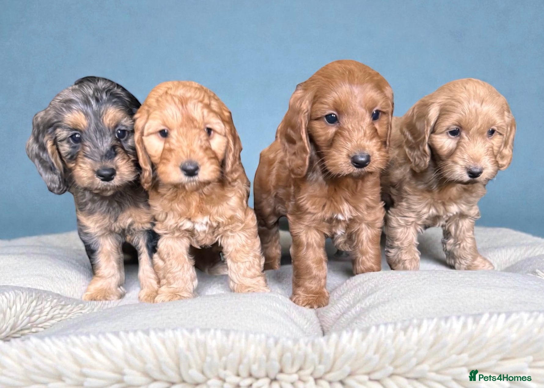 Cockapoo dogs Ready now F1 DNA clear mini cockapoo puppies  - Advert 3
