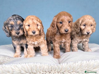 Cockapoo dogs Ready now F1 DNA clear mini cockapoo puppies - Advert 1