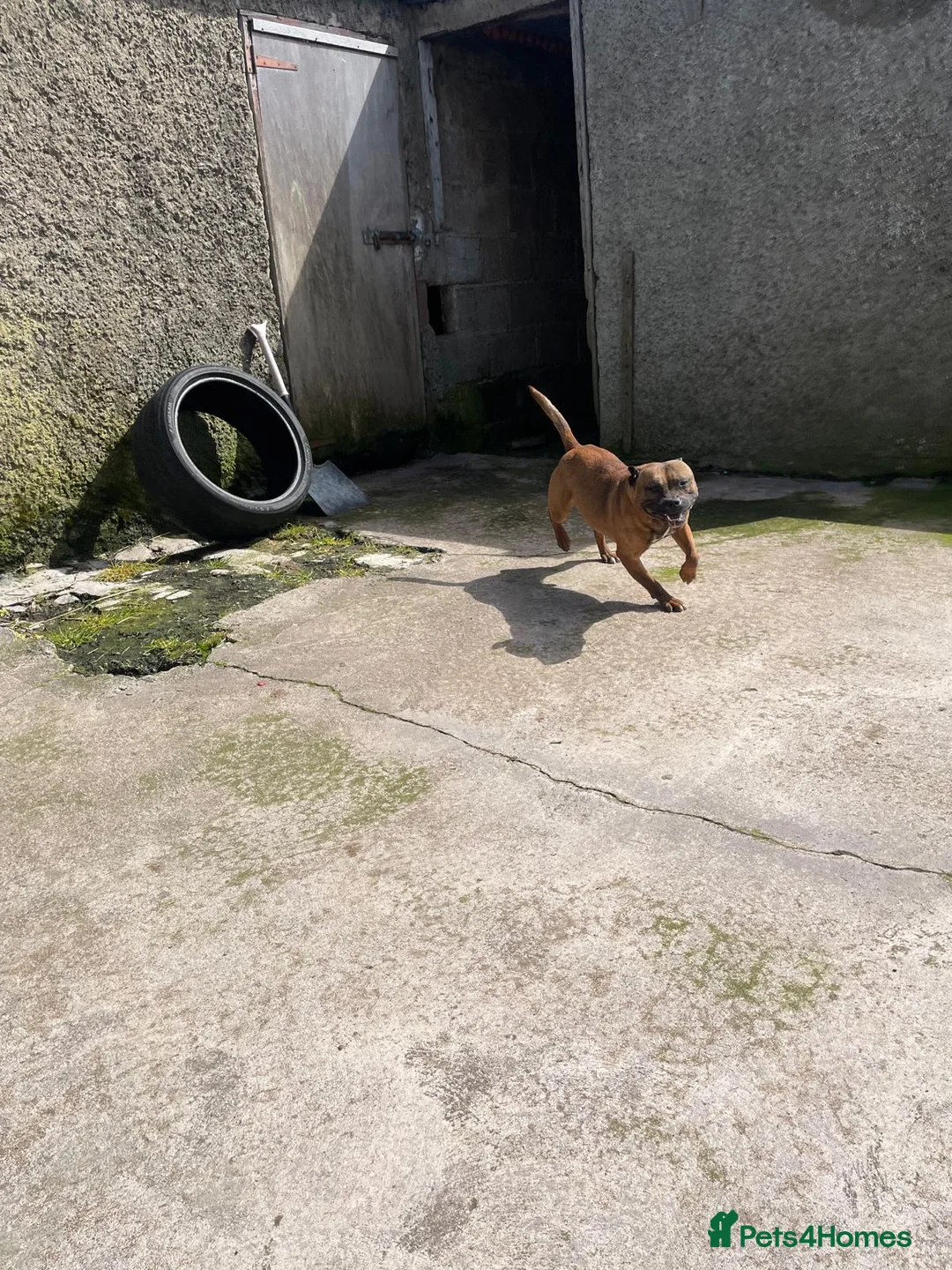 Staffordshire Bull Terrier dogs for sale: Staffordshire bull terrier  - Advert 1