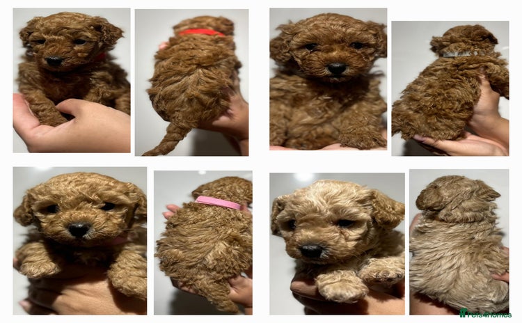 Maltipoo dogs - Advert 6