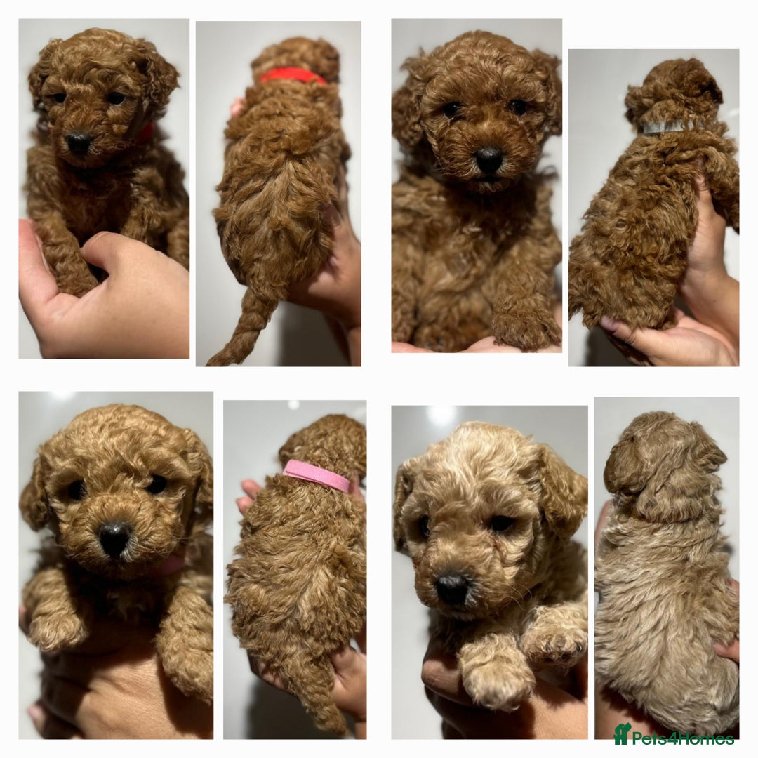 Maltipoo dogs for sale: Maltipoo  - Image 1