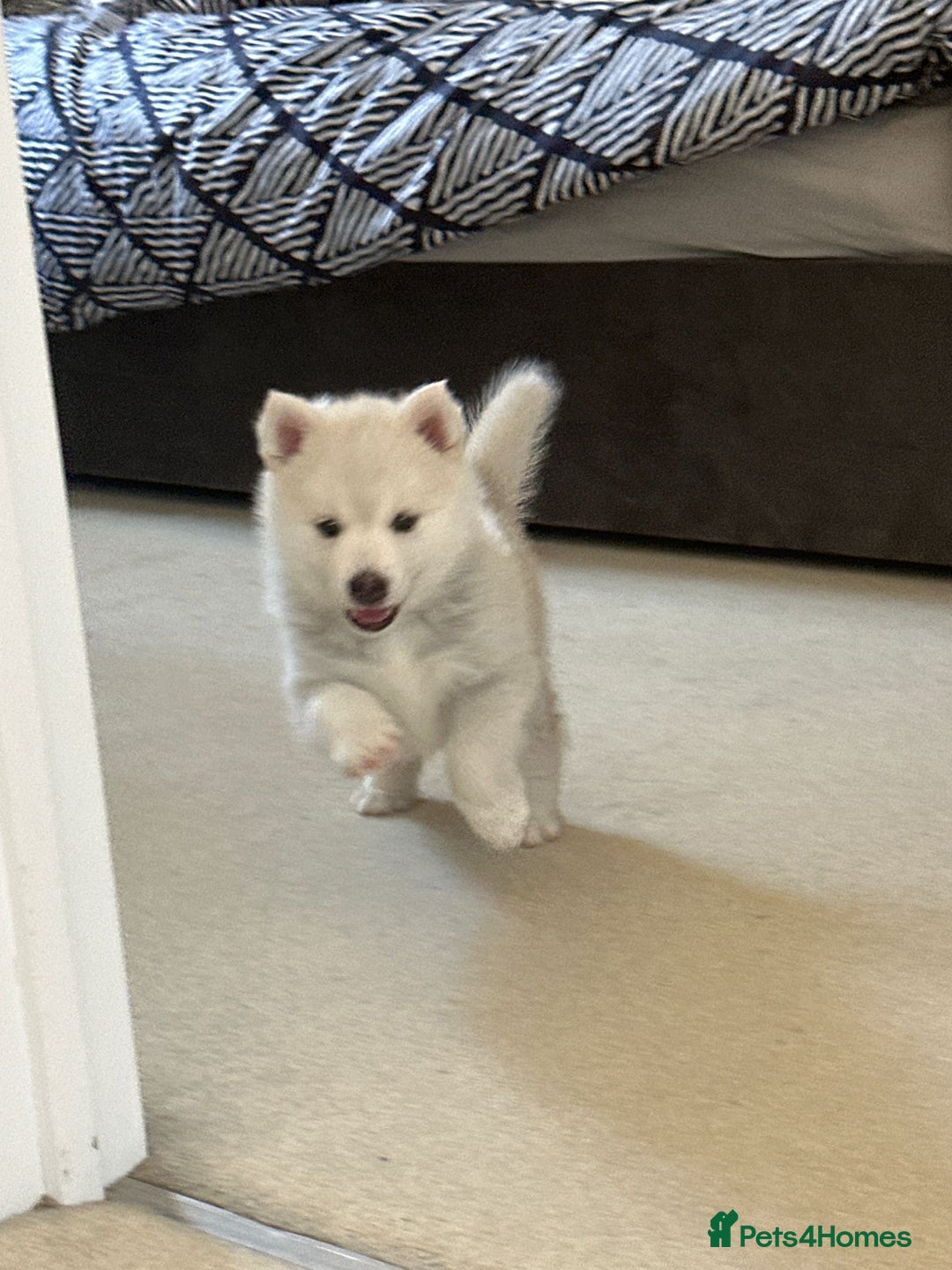 Pomsky dogs for sale: Pomsky F3 - Image 8