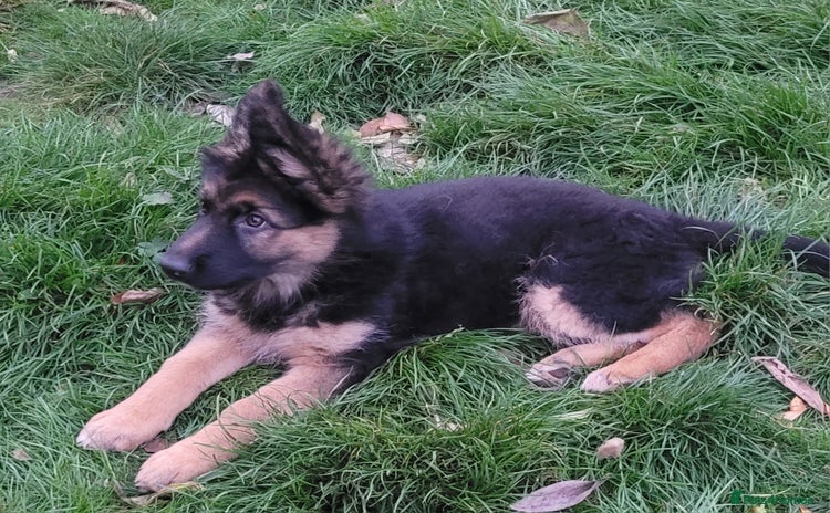 German Shepherd dogs - Advert 3