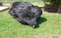 Chickens poultry for sale: Black Orpingtons 1xFemale & 1xMale  - Image 5