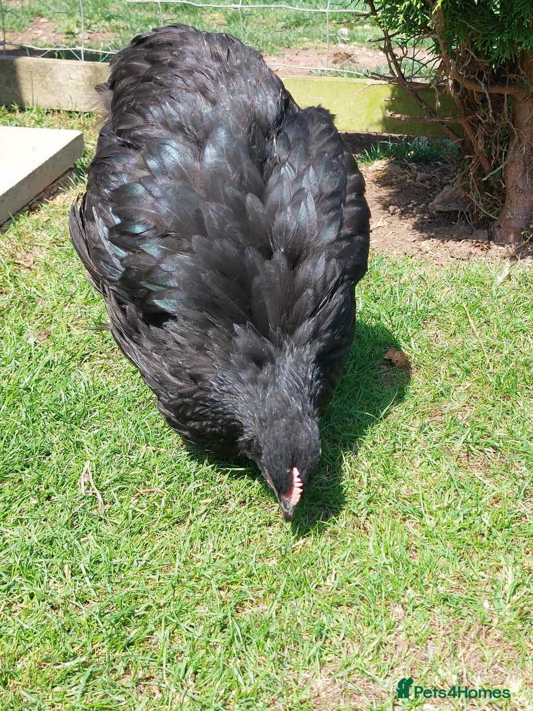 Chickens poultry for sale: Black Orpingtons 1xFemale & 1xMale  - Image 5