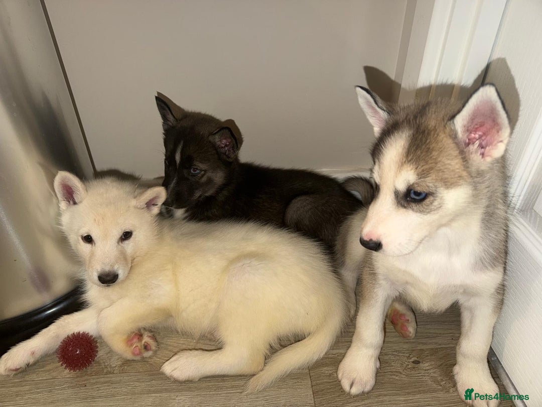 Siberian Husky dogs for sale: 3 x Siberian husky puppies  - Image 2