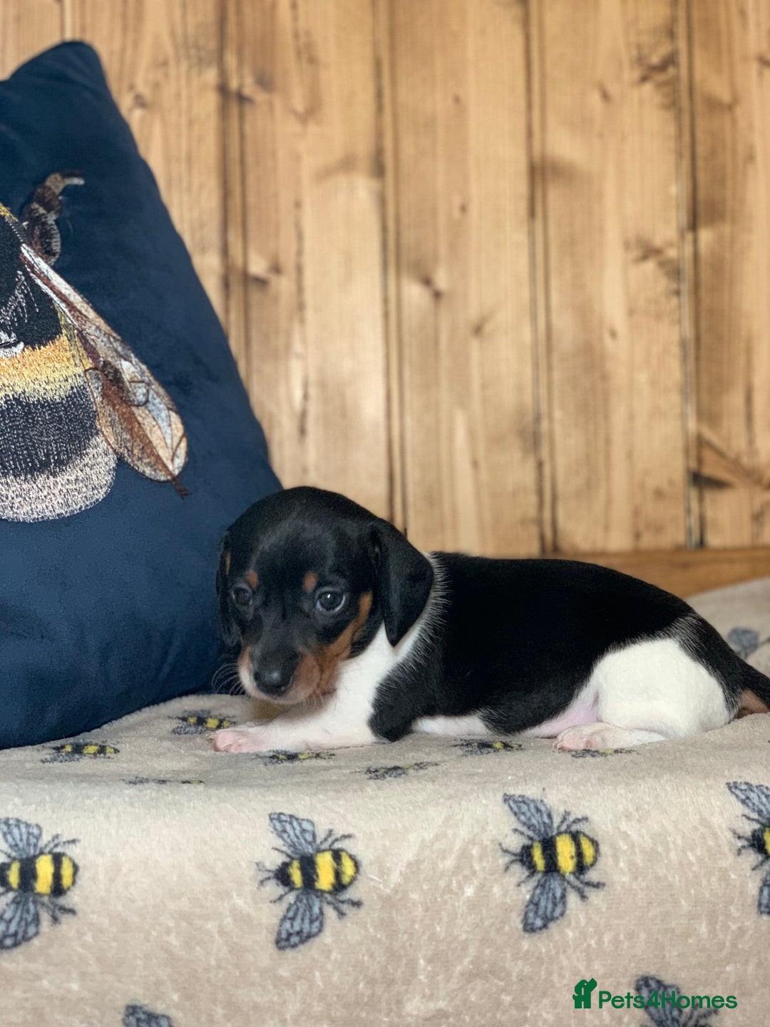 Miniature Dachshund dogs for sale: Beautiful mini dachshund puppies pra clear - Image 10