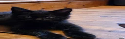Maine Coon cats for sale: Pedigree Pure TICA Registered Maine Coon Kittens - Advert 8