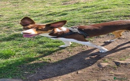 Border Collie dogs for sale: Border collie puppies  - Image 16