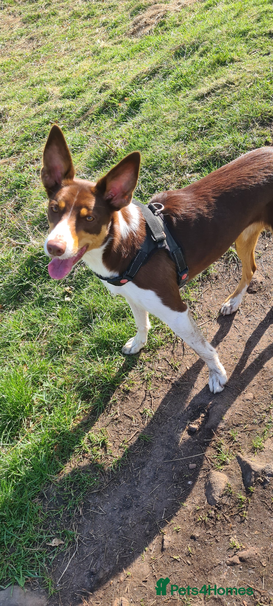 Border Collie dogs for sale: Border collie puppies  - Image 16
