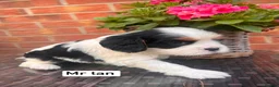 Cavalier King Charles Spaniel dogs for sale: KC REG LITTER OF 4 DNA CLEAR 🐶 🤩 PUPPIES  - Advert 3