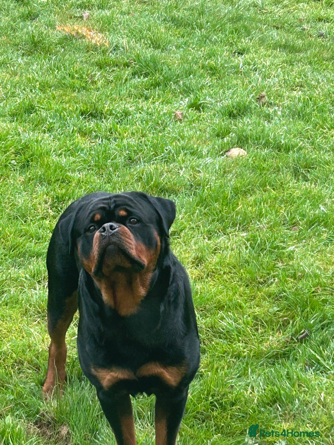 Rottweiler dogs for stud: Rottweiler for stud - Image 3