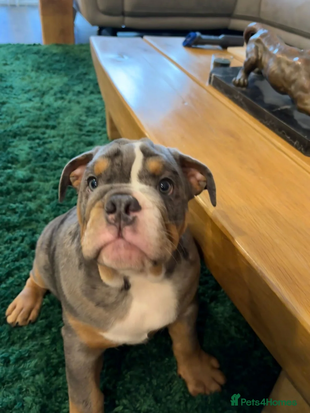 English Bulldog dogs for sale: Bulldog Puppies Champion bloodlines - Advert 28