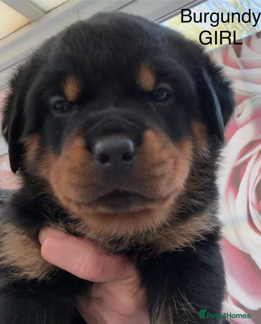 Rottweiler dogs for sale: Chunky Rottweiler Puppies for sale - Advert 13