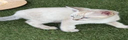 Savannah cats for sale: SBT SNOW & BST SAVANNAHS KITTENS - Advert 10