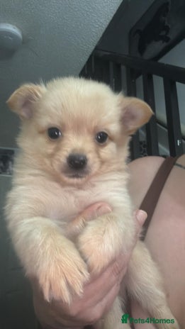 Pomchi dogs - Advert 2