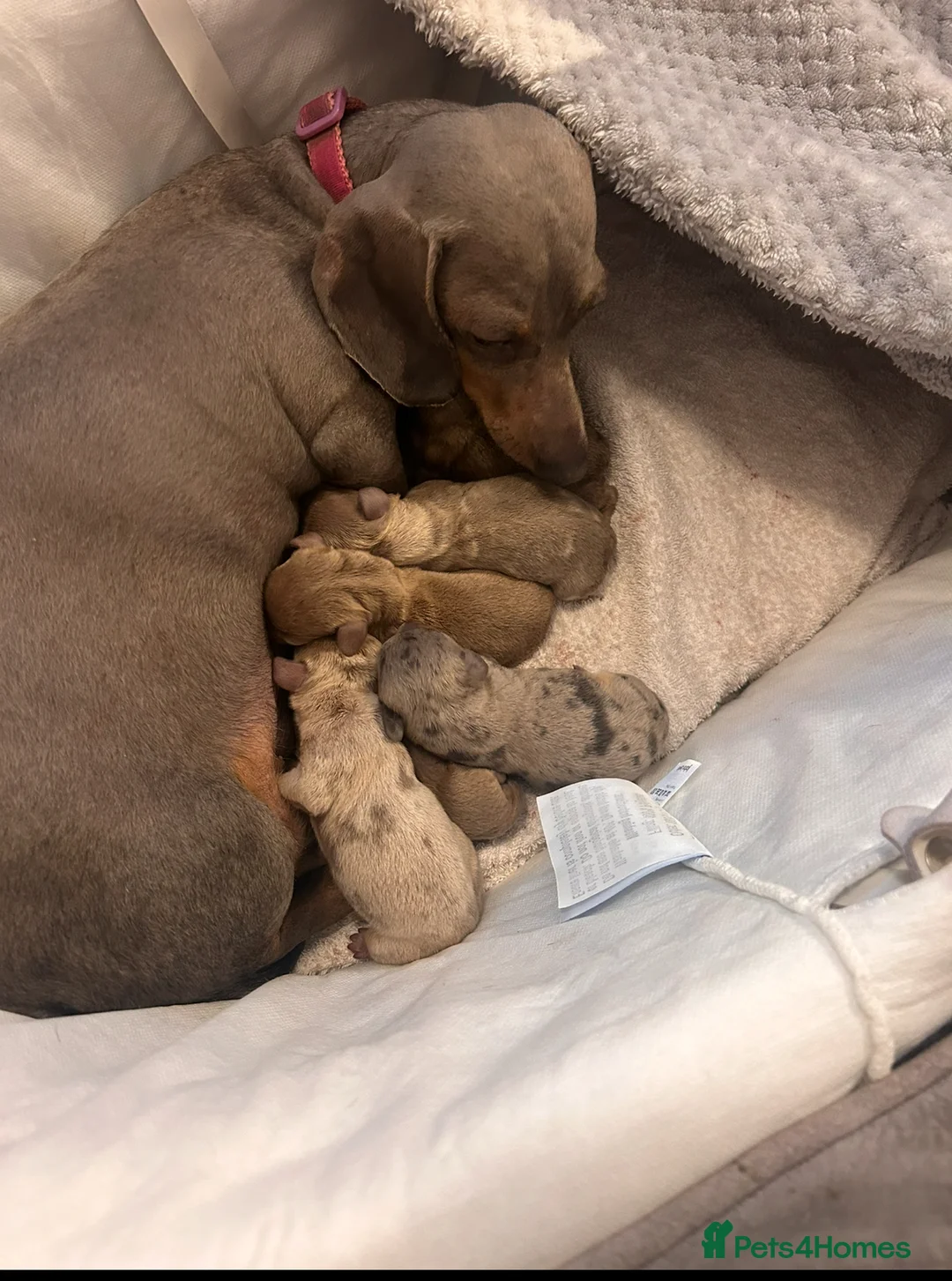 Miniature Dachshund dogs for sale: All sold  - Advert 1