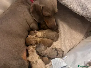 Miniature Dachshund dogs All sold - Advert 21