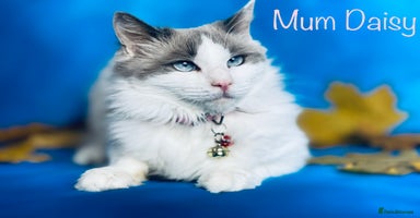 Mixed Breed cats - Advert 6