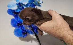 Chihuahua dogs for sale: DWKC Chihuahua Boys - Image 2