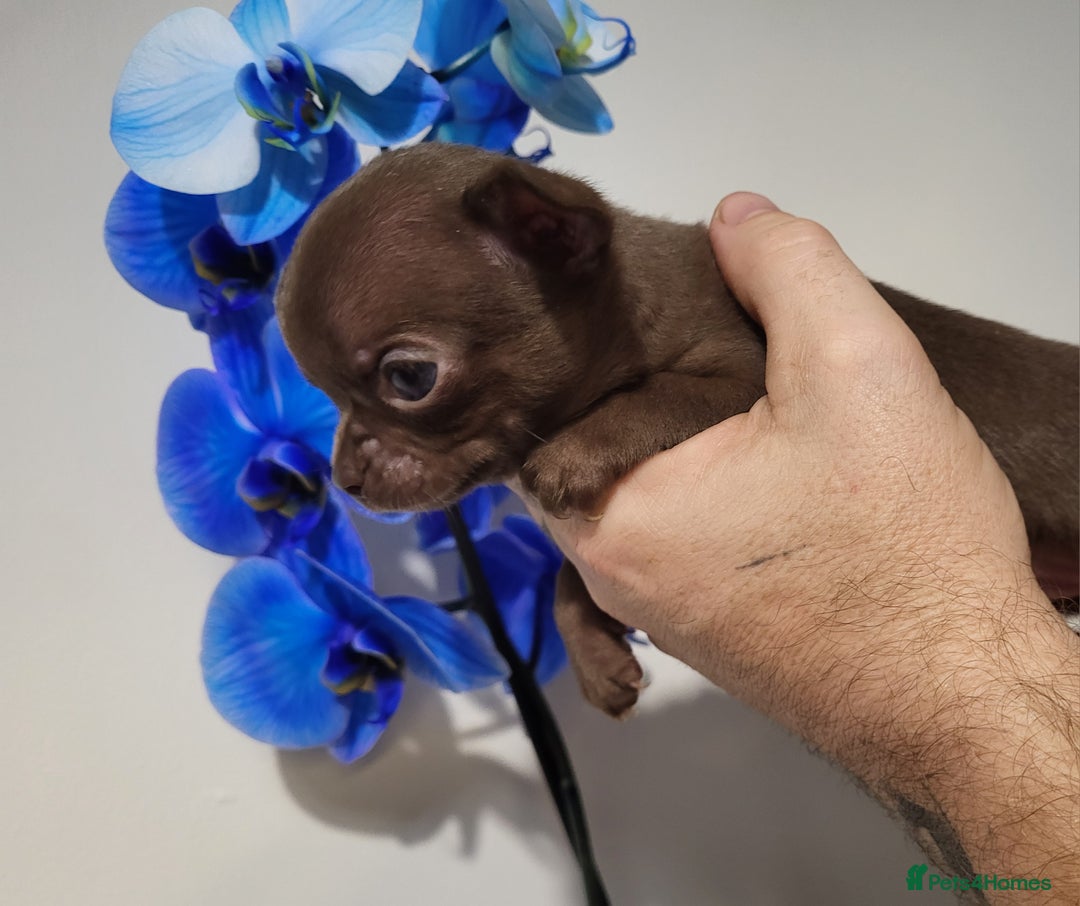 Chihuahua dogs for sale: DWKC Chihuahua Boys - Image 2