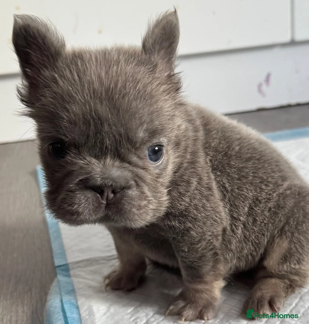 French Bulldog dogs for sale: French bulldog puppy in Lincoln - Advert 2
