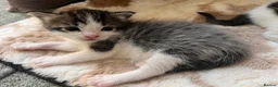 Mixed Breed cats for sale: Ragdoll mixed breed kittens for sale  - Advert 10