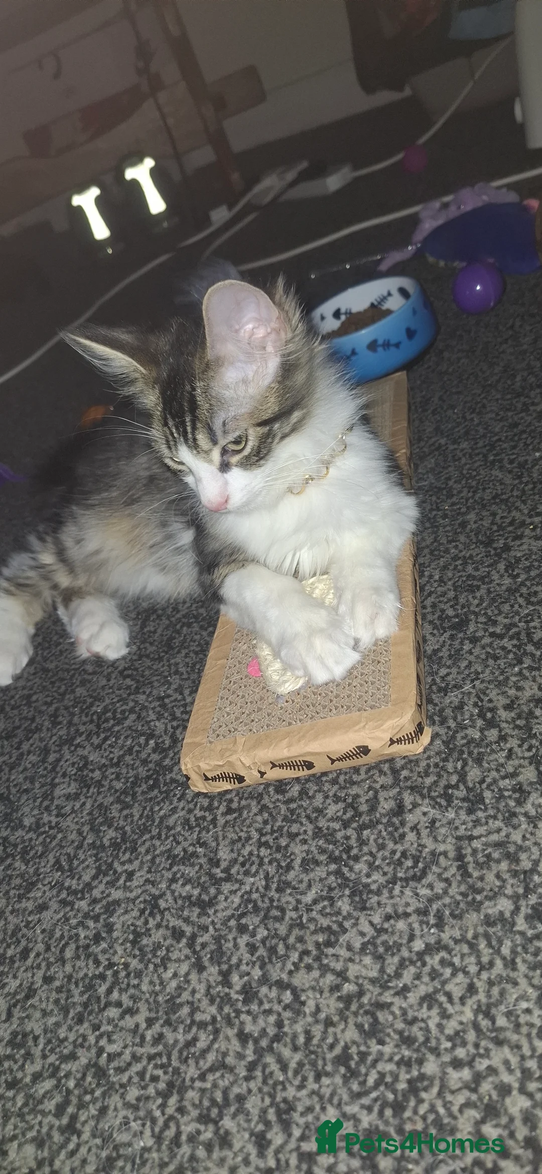 Maine Coon cats for sale: Main coon cross - Advert 7