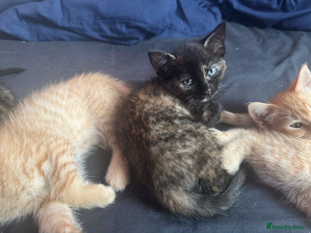 Ragdoll cats for sale: Ragdoll cross kittens - Image 6