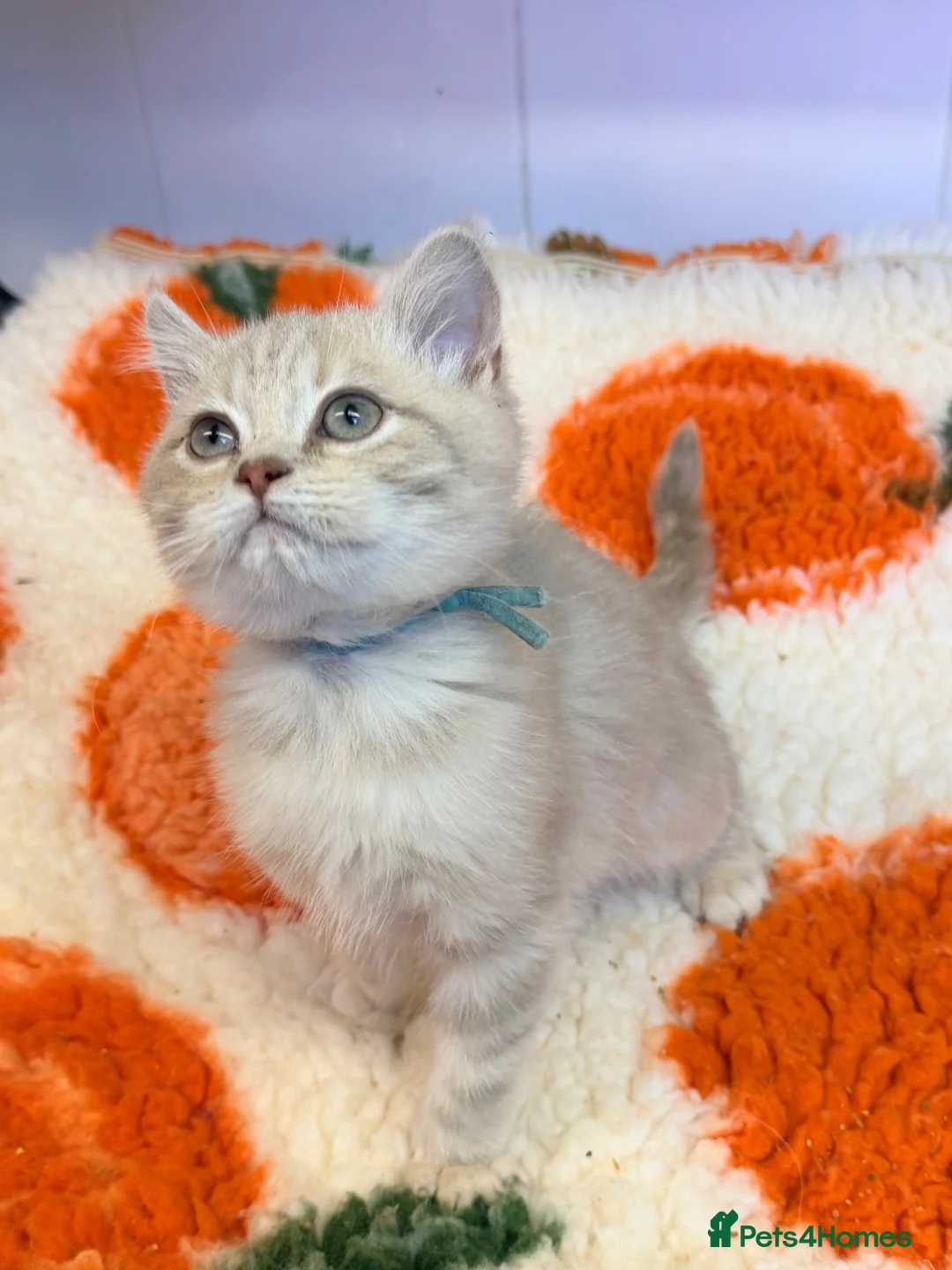 British Shorthair cats for sale: Lilac GCCF registered BSH kittens in Swansea - Advert 35
