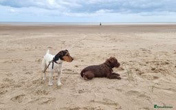 Patterjack dogs for sale: 2 little boys left for sale beautiful puppies - Image 11