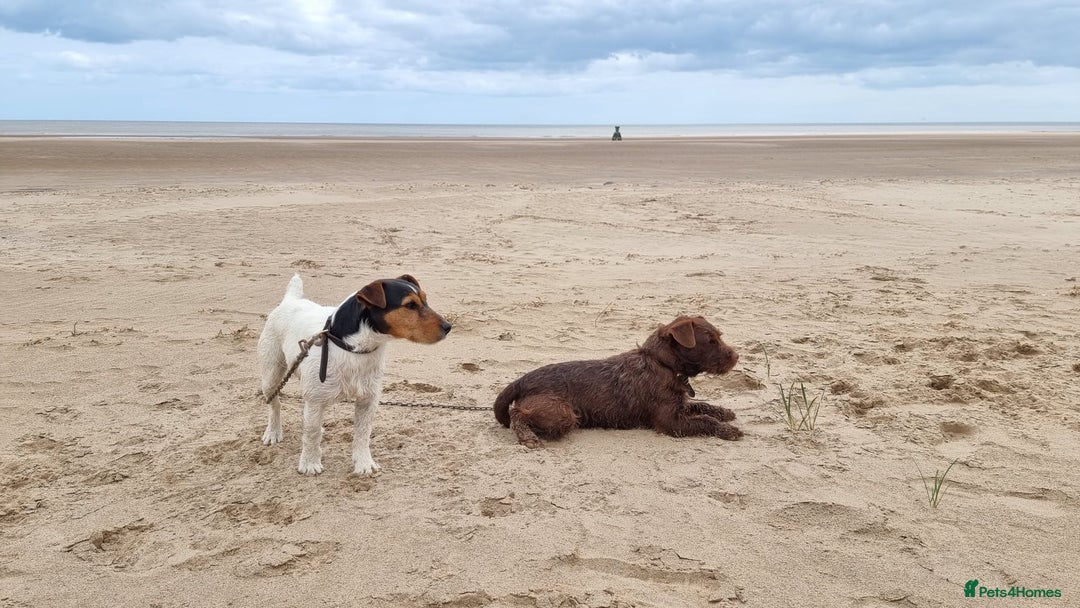 Patterjack dogs for sale: 2 little boys left for sale beautiful puppies - Image 11