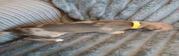 Mixed Breed dogs for sale: Lurcher pups - Advert 6