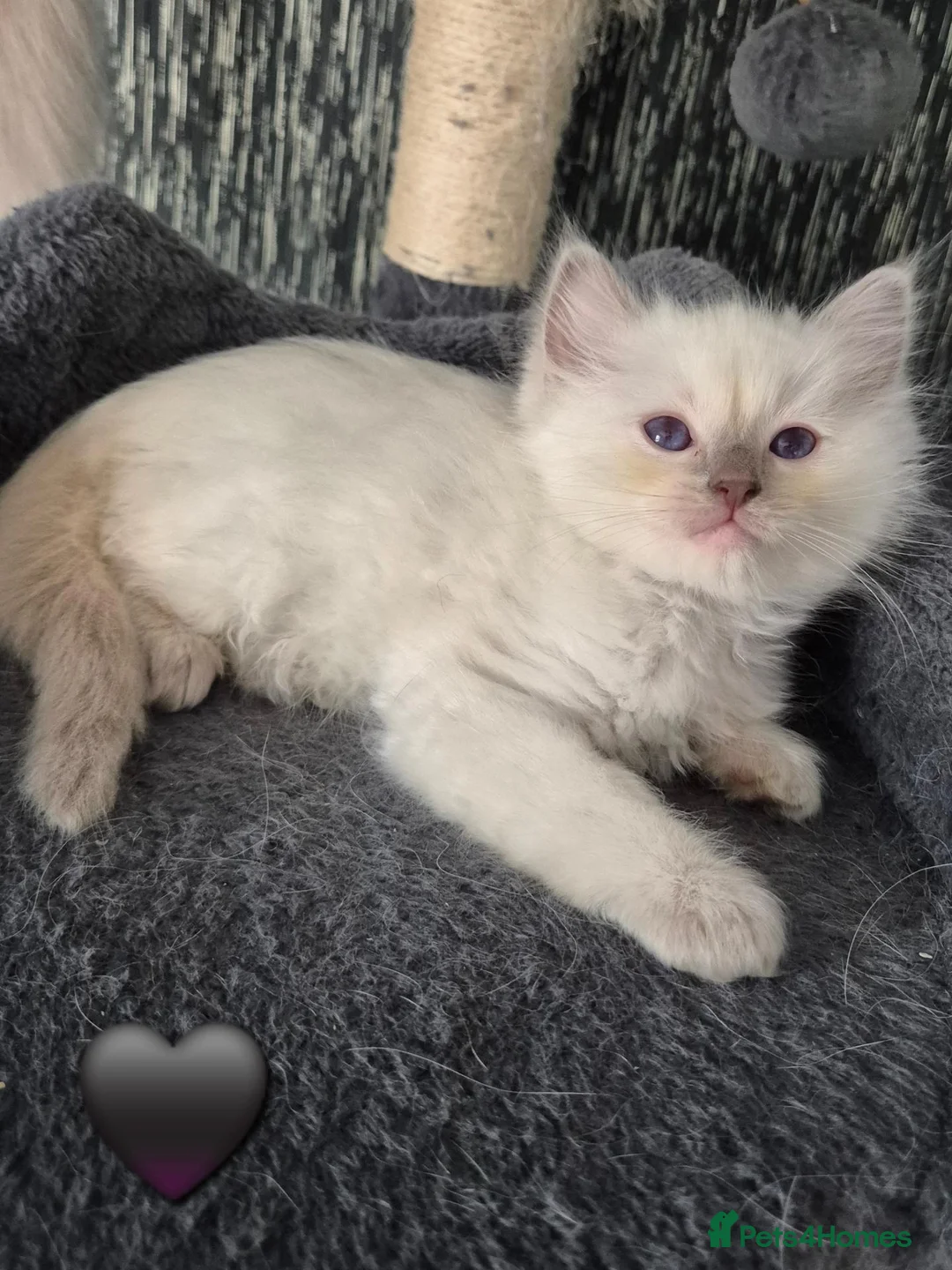 Ragdoll cats for sale: DNA tested Ragdoll kittens  - Advert 24