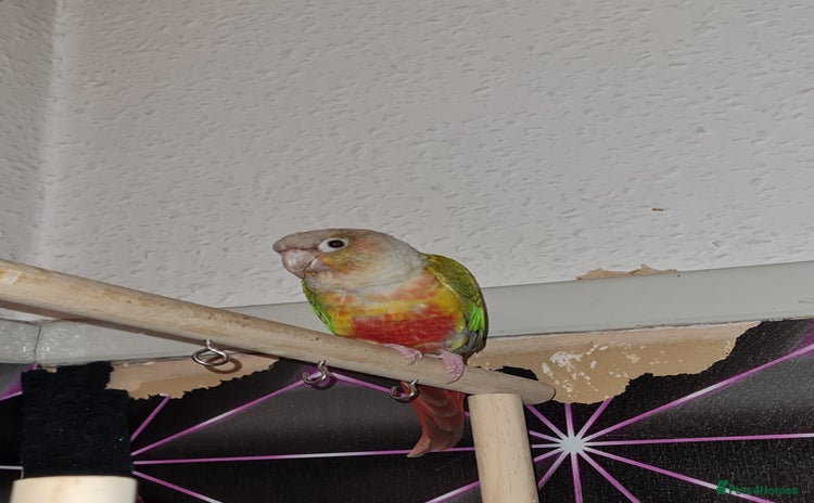 Conures birds - Advert 8