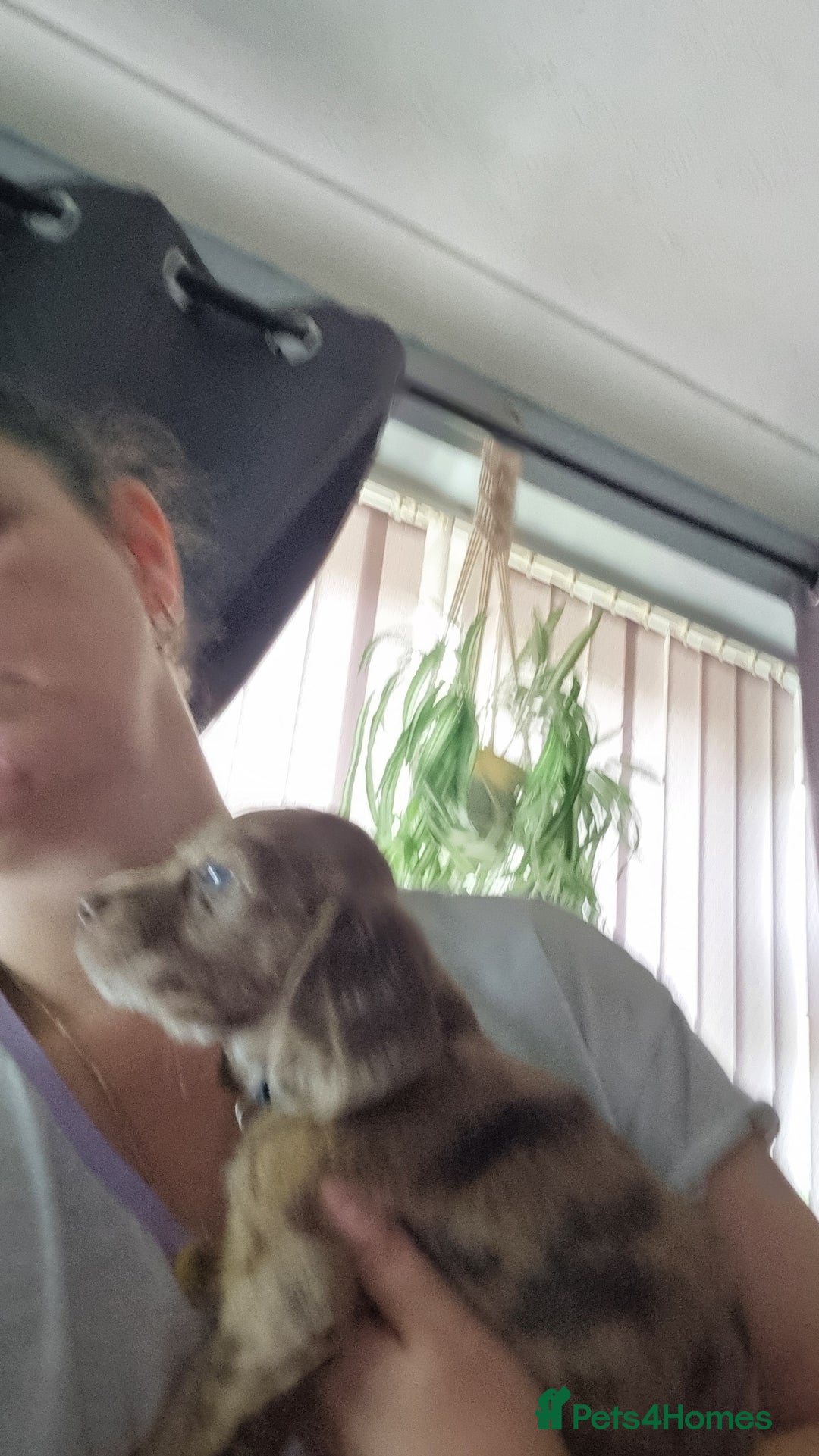 Mixed Breed dogs for sale: Docker  - Image 13