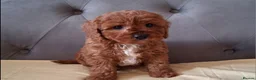Cavapoo dogs for sale: Gorgeous cavapoo puppies health tested parents - Advert 6
