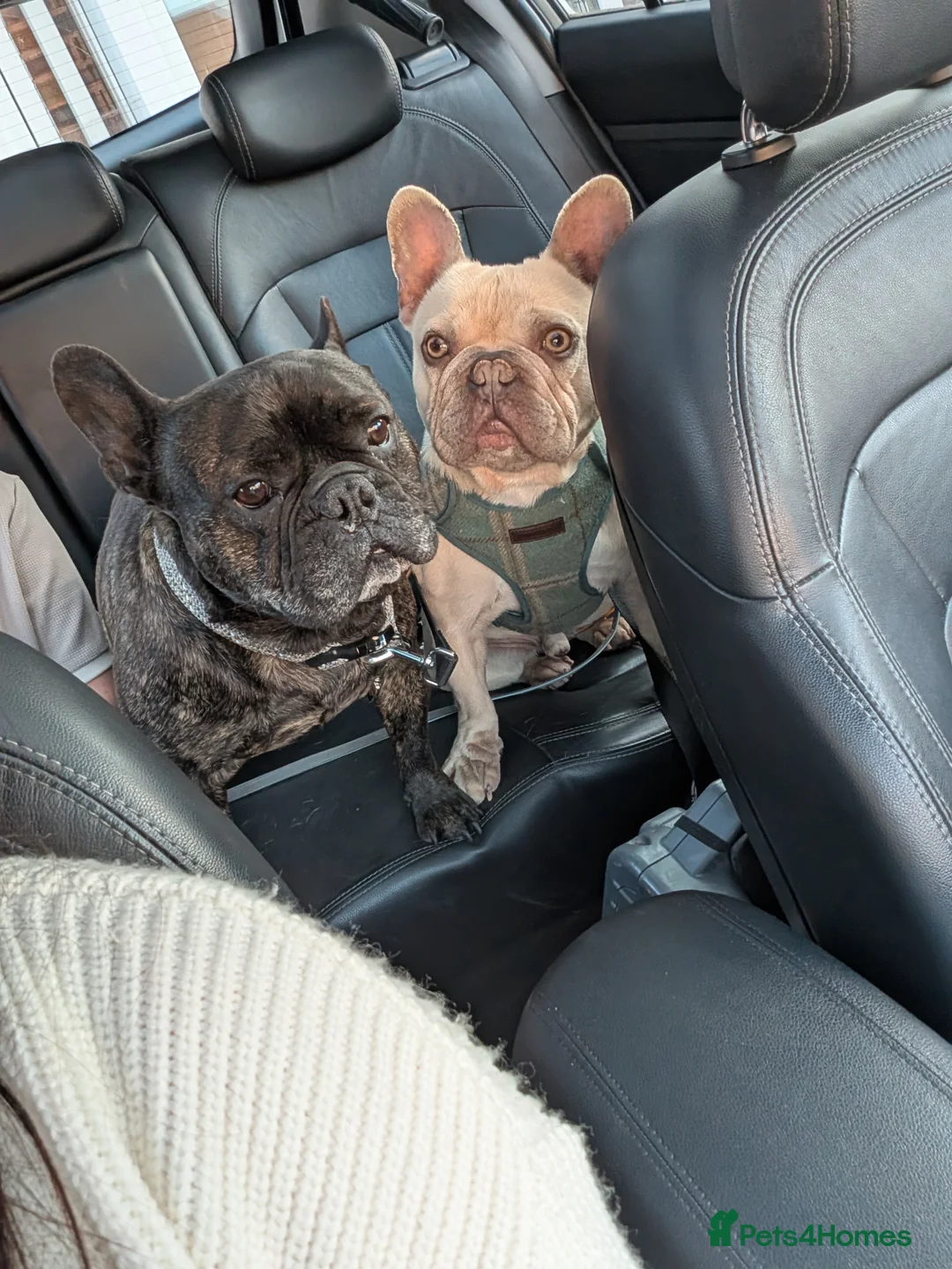French Bulldog dogs for sale: French Bulldog  - Advert 4