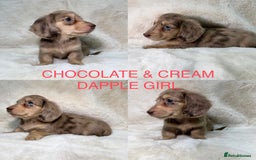 Miniature Dachshund dogs for sale:  KC REGISTERED MINIATURE LONGHAIRED DACHSHUND  - Image 8
