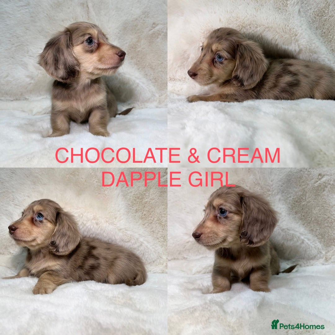Miniature Dachshund dogs for sale:  KC REGISTERED MINIATURE LONGHAIRED DACHSHUND  - Image 8