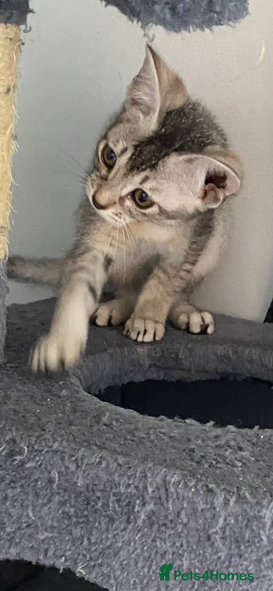 Chausie cats for sale: Savannah x Chausies - Image 6