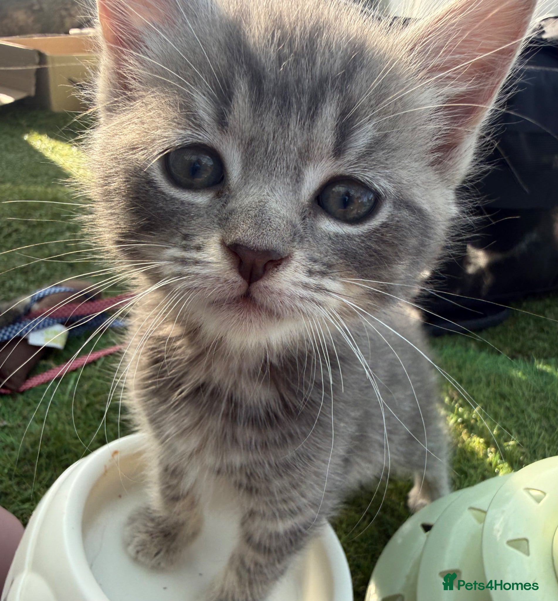Mixed Breed cats Gorgeous Grey / Blue Girls  - Advert 1