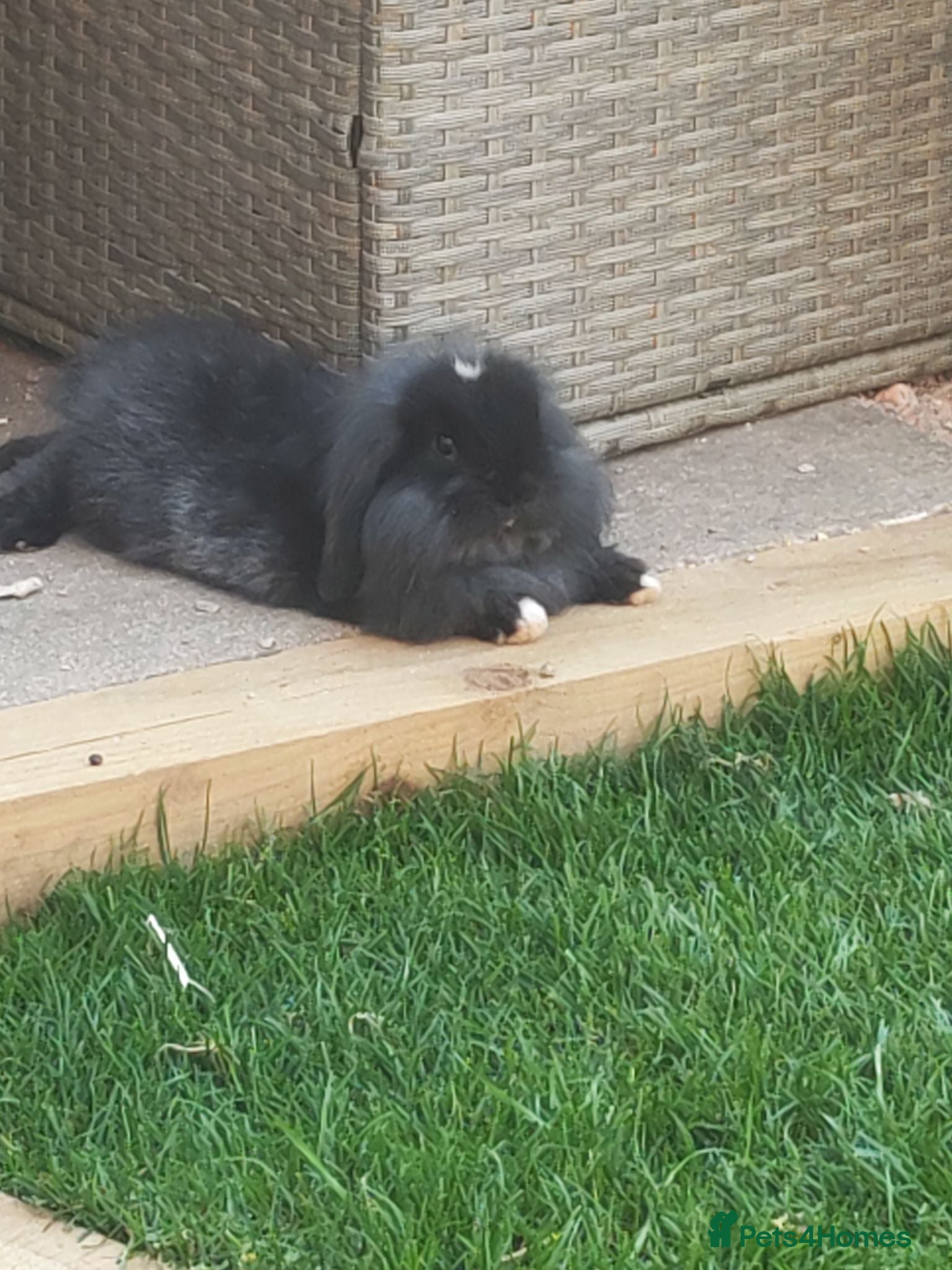 Mixed Breed rabbits Lionhead baby bunny  - Advert 6