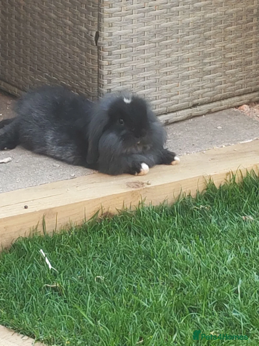 Mixed Breed rabbits for sale: Lionhead baby bunny  - Advert 2