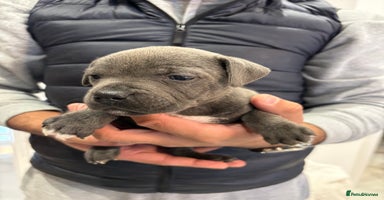 Staffordshire Bull Terrier dogs - Advert 1