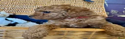 Miniature Poodle dogs for sale: Miniature Poodle puppies.  - Advert 21