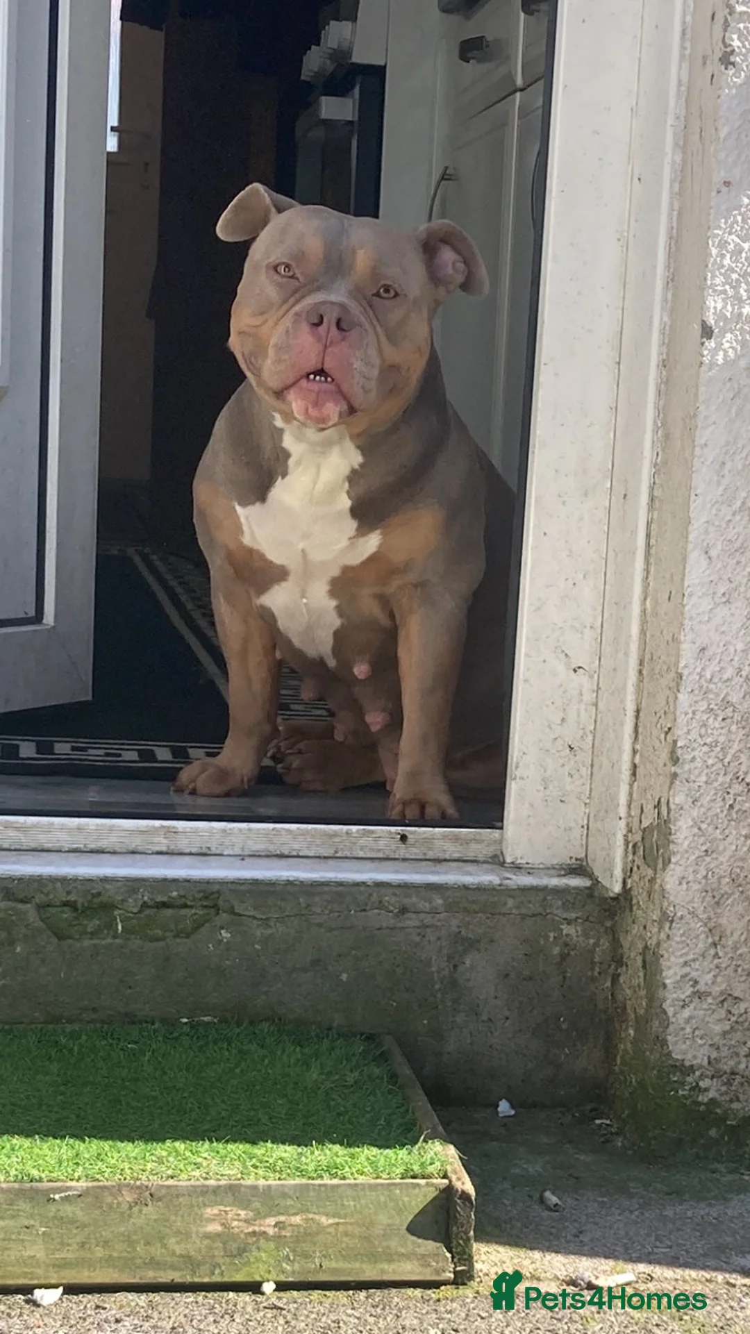 American Bully dogs for sale: Pocket bully - Advert 1