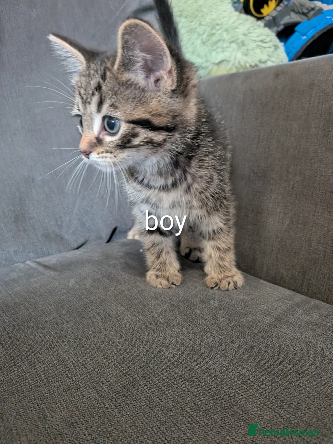 Mixed Breed cats for sale: 3 boys 2 girls - Advert 6