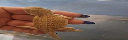 Bearded Dragon reptiles for sale: Baby bearded dragons  - Advert 17